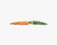 Carrot 3d model