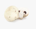 雙孢蘑菇 3D模型