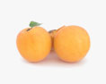 Apricot 3d model
