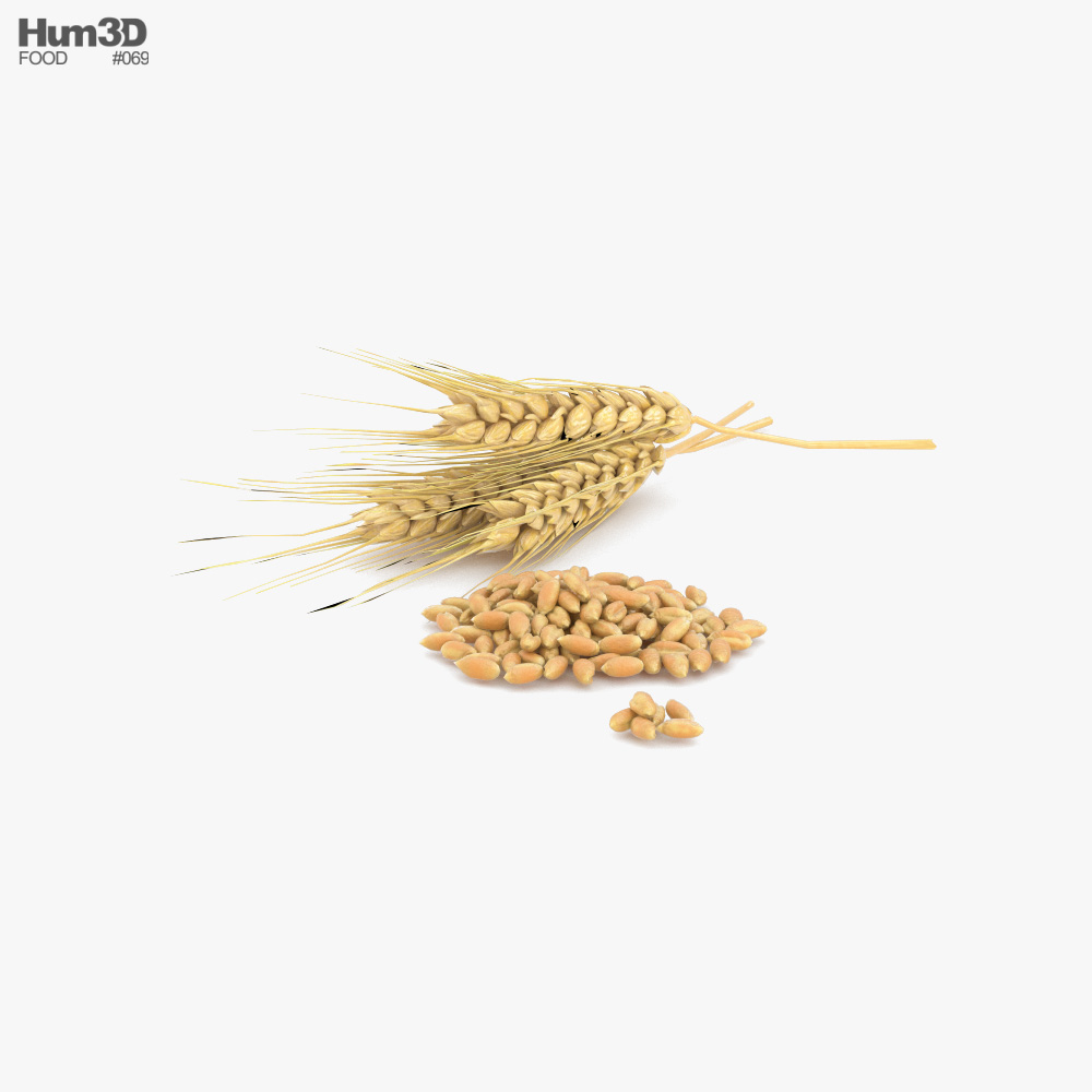 Пшениця 3D модель