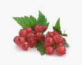 Ribes rosso Modello 3D