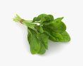 Spinach 3d model
