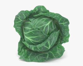cabbage 3d model