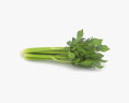 Celery 3d model