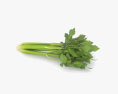 Celery 3d model