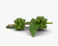 Зелені кавові зерна 3D модель