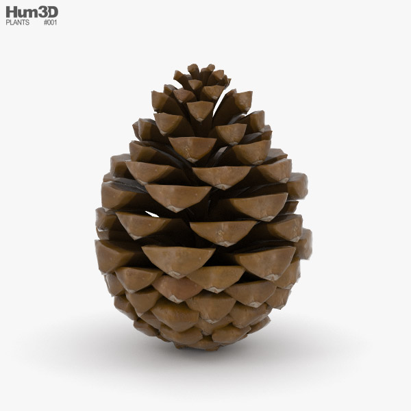 Pine cone 3D model