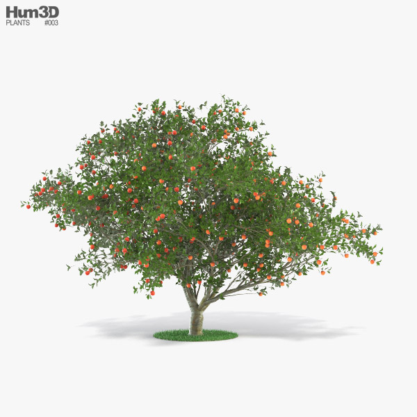 사과나무 3D 모델 