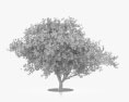 Apple Tree 3d model