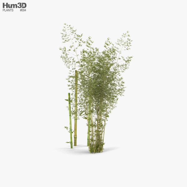 Bambú Modelo 3D