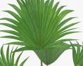 Livistona Palm 3d model