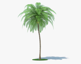 Coconut Palm 3D model