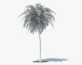 Coconut Palm 3d model