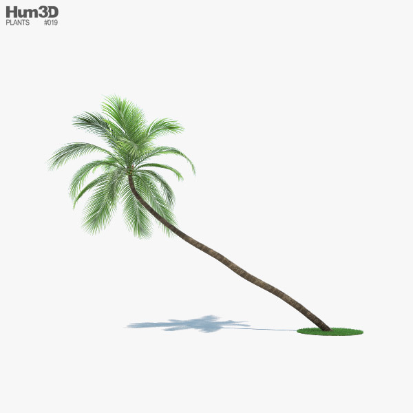 Coconut Palm 002 3D model