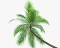 Кокосова пальма 002 3D модель