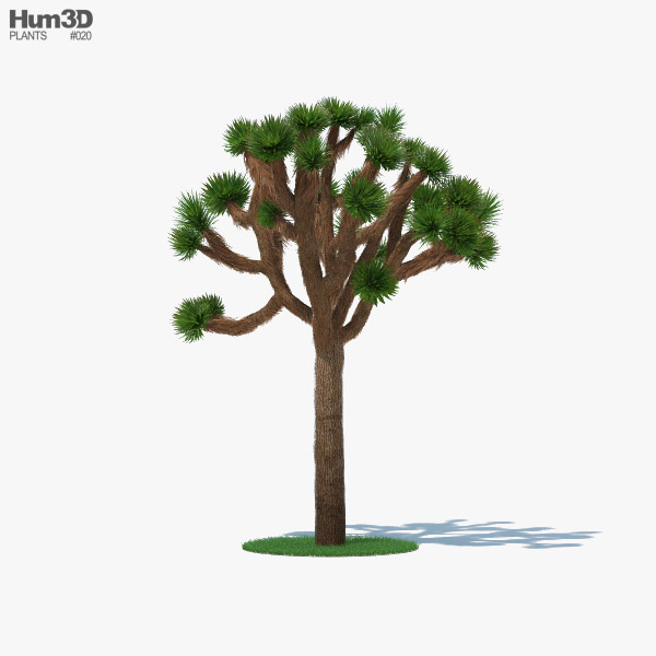 Árvore de Josué Modelo 3d