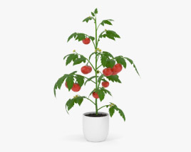 Tomato Plant 3D model
