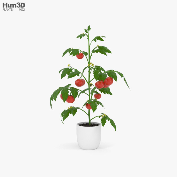 Plant de tomate Modèle 3D