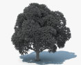 栎属 3D模型