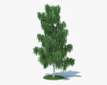 자작나무 3D 모델 