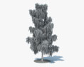 白樺の木 3Dモデル