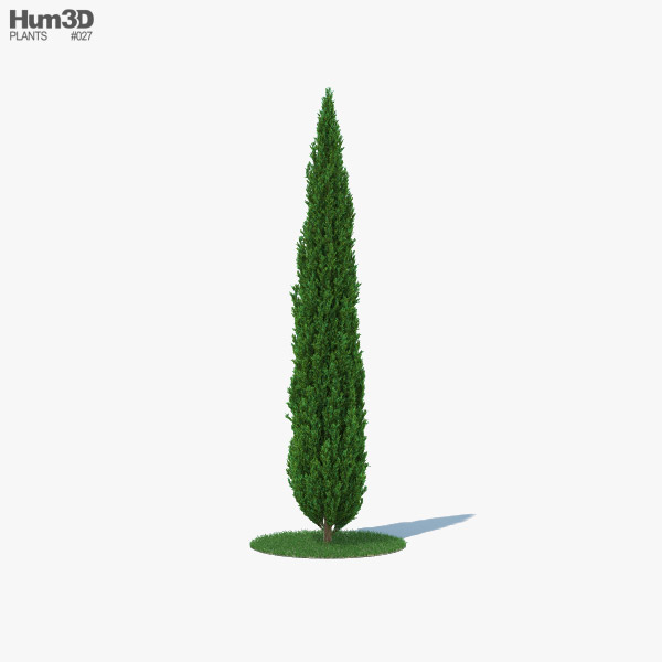 Cypress 3D model