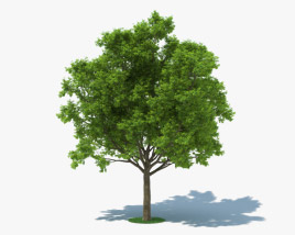 레드 오크 나무 3D 모델 