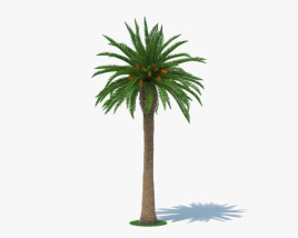 대추야자나무 3D 모델 
