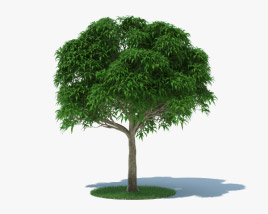 芒果树 3D模型