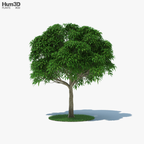 Mango Tree 3D model