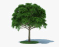 Mango Baum 3D-Modell