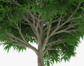 Мангове дерево 3D модель