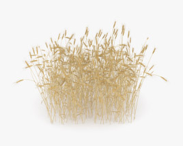 Wheat Field 3D model