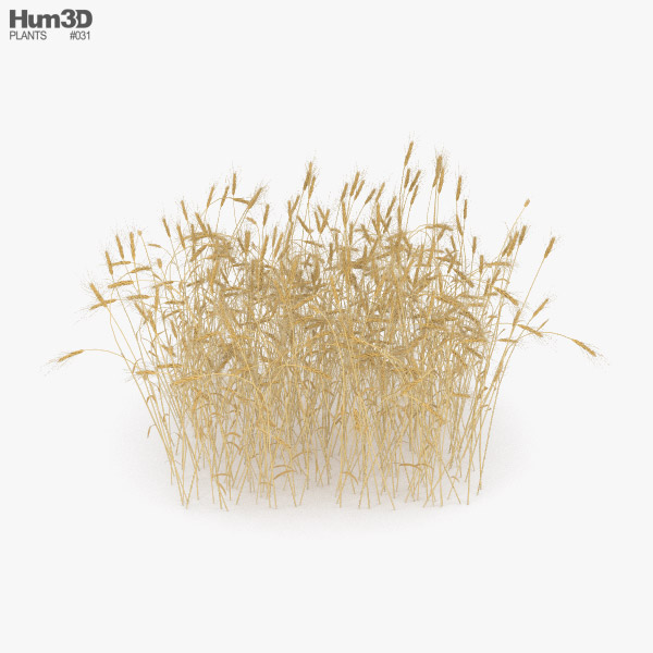 Пшеничне поле 3D модель