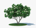 Árvore de Frangipani Modelo 3d