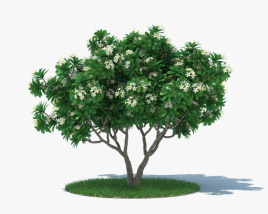 Frangipani Tree 3D model