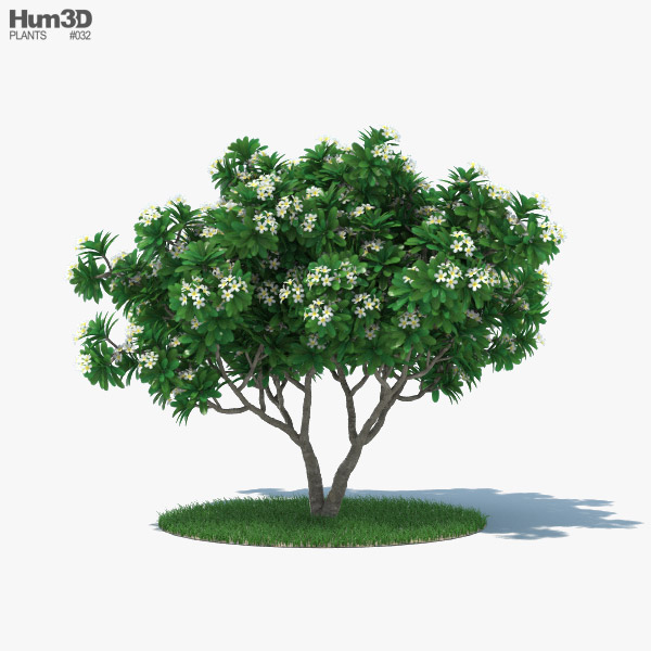 Árbol de Frangipani Modelo 3D