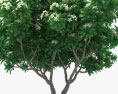 Árvore de Frangipani Modelo 3d