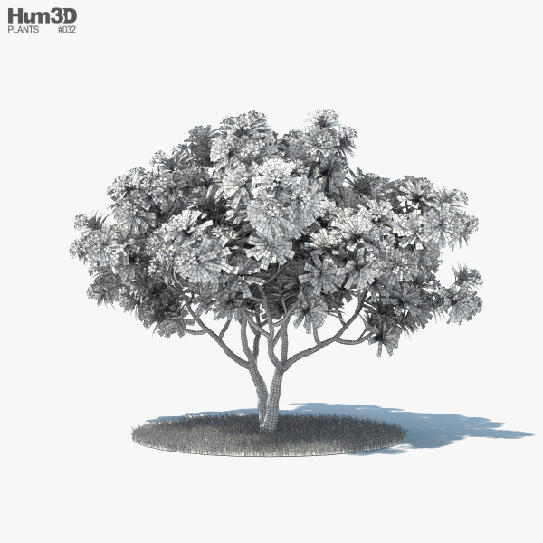 Plumeria Frangipani Tree Beautiful Tropical Tree Stock Vector (Royalty  Free) 1579163854 | Shutterstock