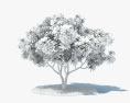 Frangipani-Baum 3D-Modell