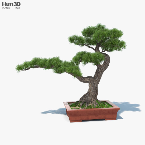 盆栽の木 3Dモデル