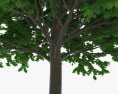 Zucker Ahorn Baum 3D-Modell