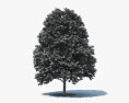 Zucker Ahorn Baum 3D-Modell