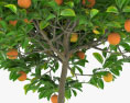 냄비에 오렌지 나무 3D 모델 