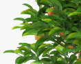 盆栽橙树 3D模型
