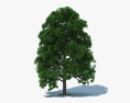 화이트 오크 나무 3D 모델 