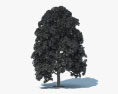 화이트 오크 나무 3D 모델 