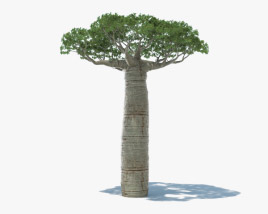 Baobab Tree 3D model