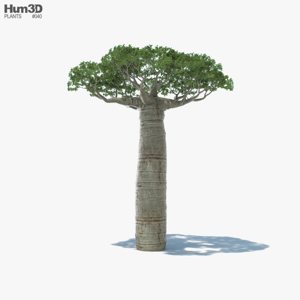 猴面包树 3D模型