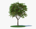 Вишневое дерево 3D модель